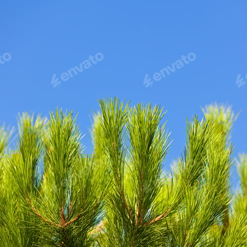 Preview: Green Young Pine Brunch