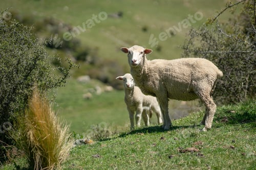 Preview: Merino sheep with lamb in a grassy field in New Zealand
