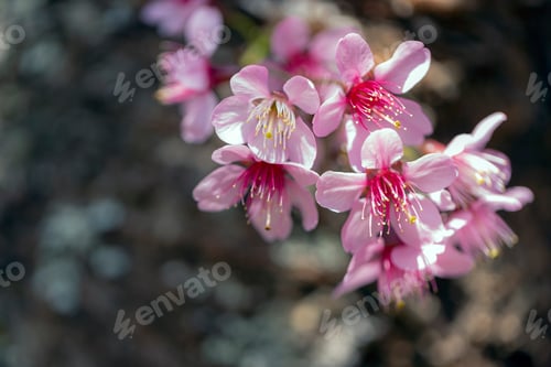 Preview: Closeup of Wild Himalayan Cherry (Prunus cerasoides) or thai sakura flower