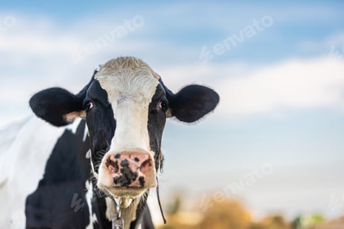 Preview: dairy cow grazing in the field