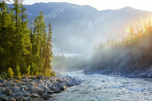 Preview: Sunny Morning in Siberian dark coniferous Taiga