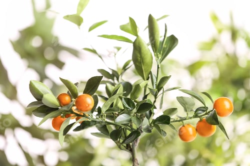 Preview: Citrus tree with fruits on blurred background. Space for text