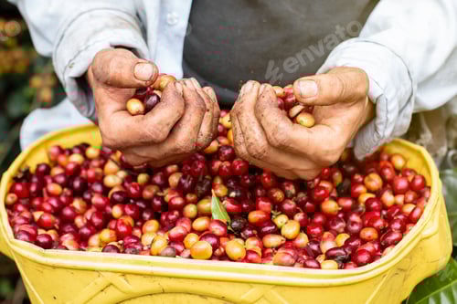 Preview: Close-up of a coffee picker's hands holding freshly harvested coffee beans. The hands of a farmer.