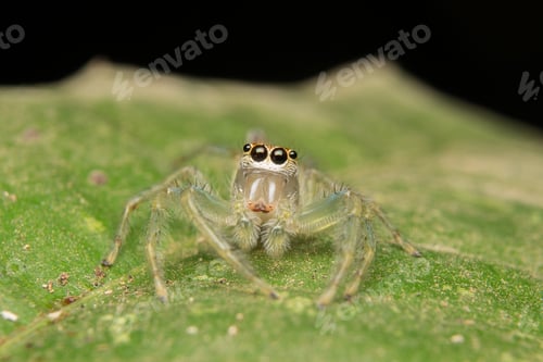 Preview: Jumping Spider on Leaf Close Up Nature