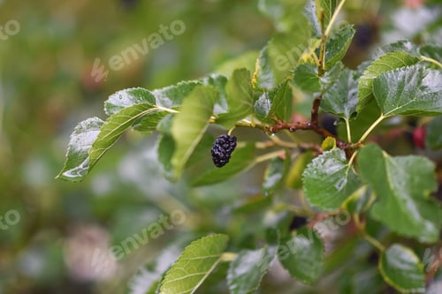 Preview: ripe black berries on a tree branch