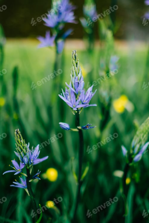 Preview: Close up shot of blue camass flowers in botanical garden.