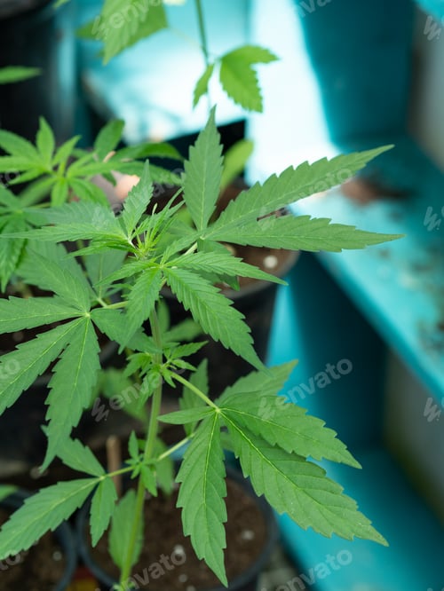 Preview: Cannabis plant growing in pot with blue background: indoor cultivation of medical marijuana