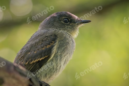 Preview: Selective focus shot of a woodpecker finch sitting on a branch