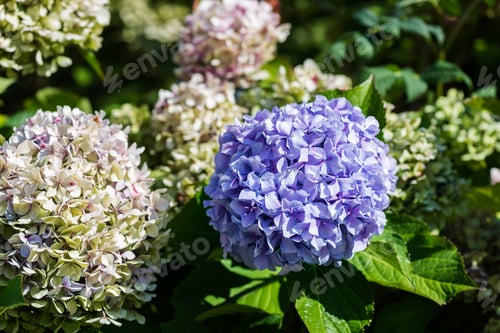 Preview: Green and Blue Hydrangea Flowers in the Summer Garden