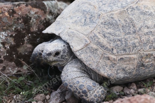 Preview: Big turtle in nature. Animal background.