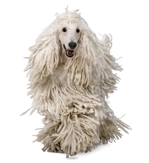 Preview: Front view of White Corded standard Poodle walking in front of white background