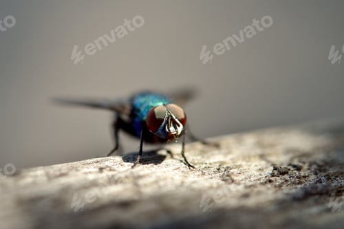 Preview: Closeup of a fly sitting on a surface