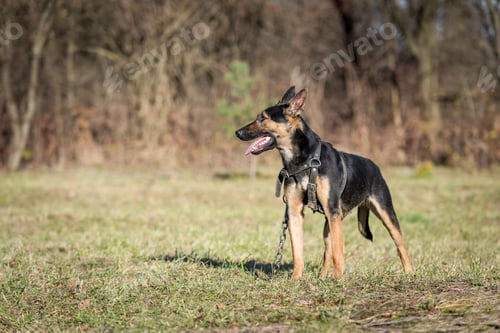 Preview: shepherd