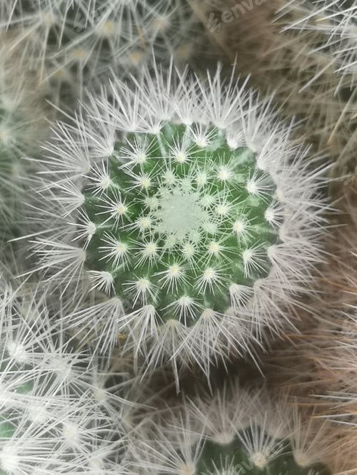 Preview: plant