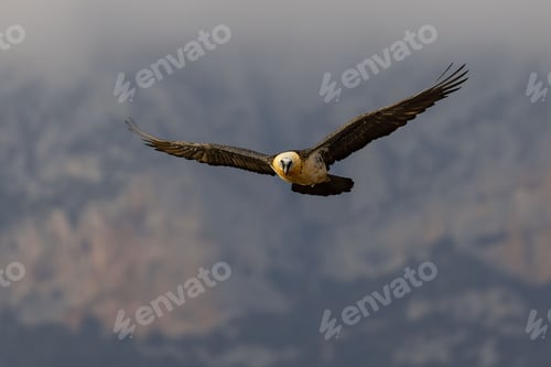 Preview: Bearded vulture soaring against misty mountains.