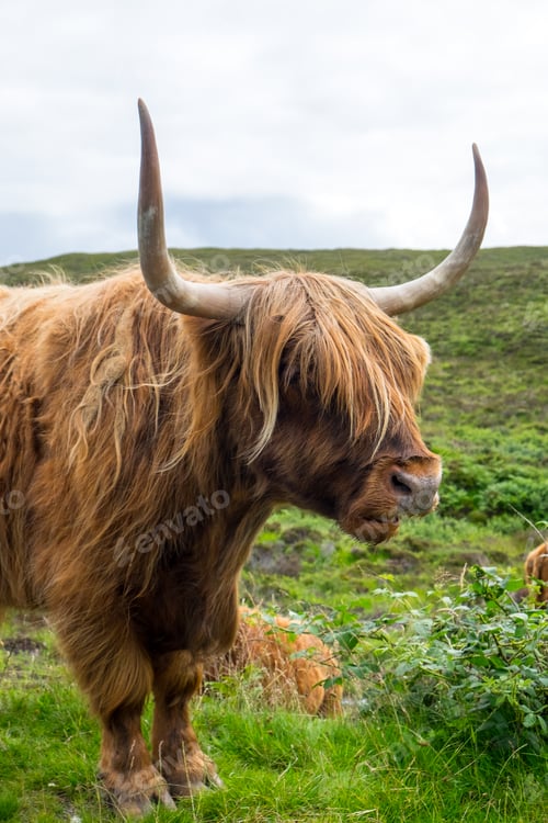 Preview: Galloway cattle in Scotland
