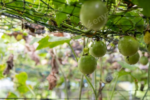Preview: Passion fruit growing on mesh ceiling in plantation