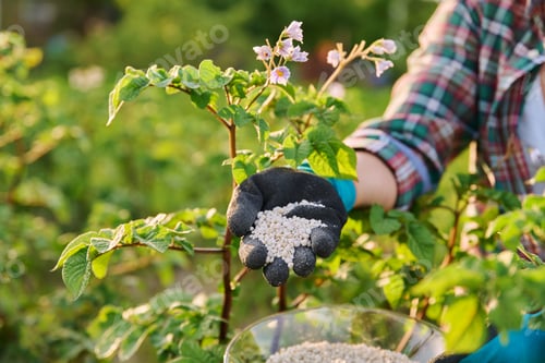 Preview: Close up of mineral fertilizers in hands, fertilizing flowering potato plant