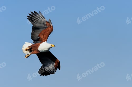 Preview: Fish Eagle