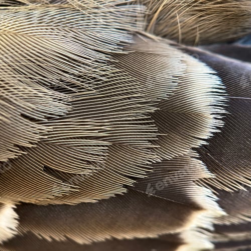 Preview: Macro of feathers on bird