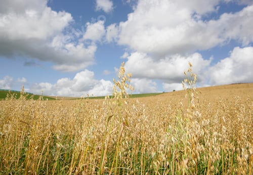 Preview: Organic oats