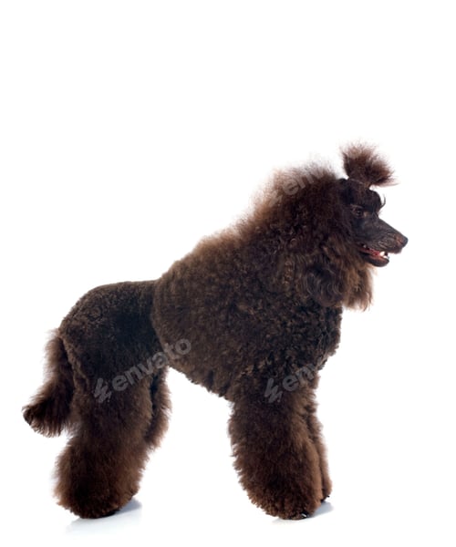 Preview: poodle, dog, puppy, pets, dogs, isolate
