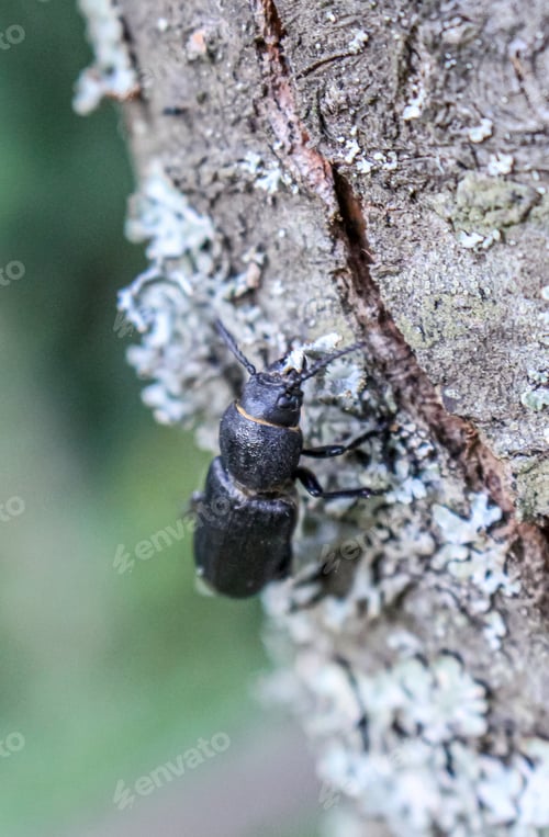 Preview: Beetle from close up