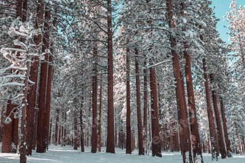 Preview: Winter forest