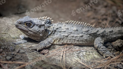 Preview: Sunbathing Tuatara