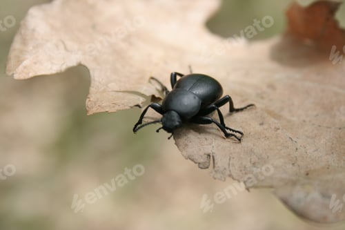 Preview: Black earth-boring dung beetle on a leaf