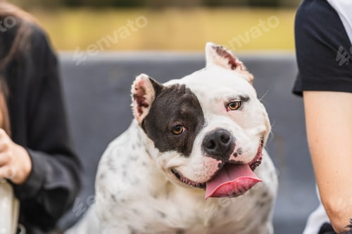 Preview: American bully dog twisting the head with expression of attention