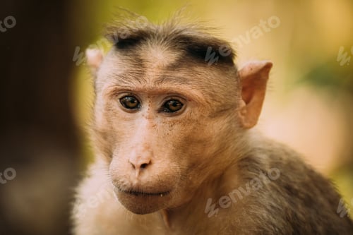 Preview: Goa, India. Bonnet Macaque - Macaca Radiata Or Zati. Monkey Close Up Portrait