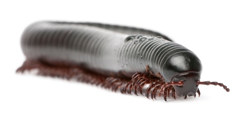 Preview: Millipede, Myriapoda, Spirostreptus giganteus, in front of white background
