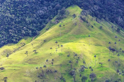Preview: Cocora