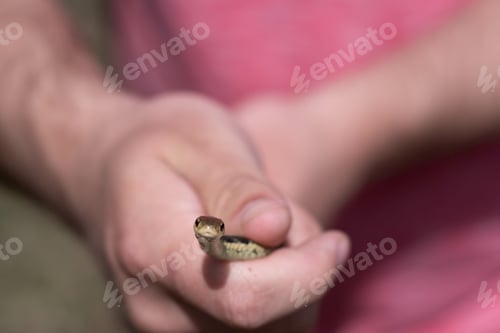 Preview: Cute little snake looking at the camera as a pair of male hands hold it