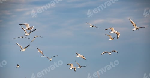Preview: seagull on a lake at sunset