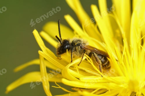 Preview: Closeup on a male Mining Bee, Andrena fulvago , sitting in a yellow rough hawksbeard flower