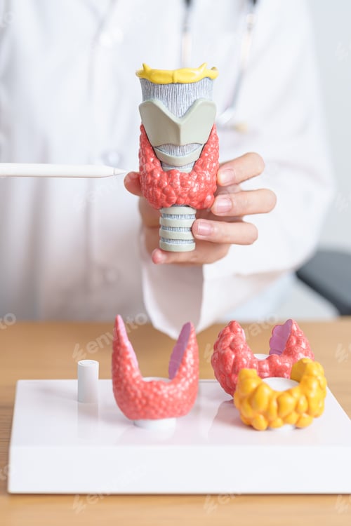 Preview: Doctor with human Thyroid anatomy model. Hyperthyroidism