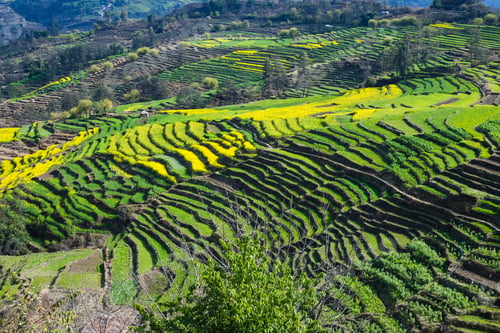 Preview: Scenic Terraced Farmland with Yellow Wildflowers
