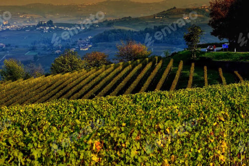 Preview: Beautiful view of the vineyards