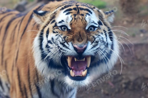 Preview: Tiger