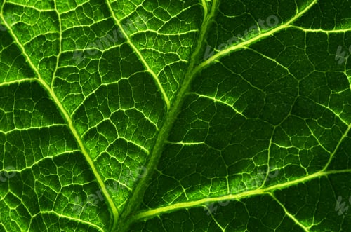 Preview: Background of the green leaf
