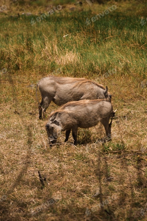 Preview: Warthogs grazing in arusha national park, tanzania