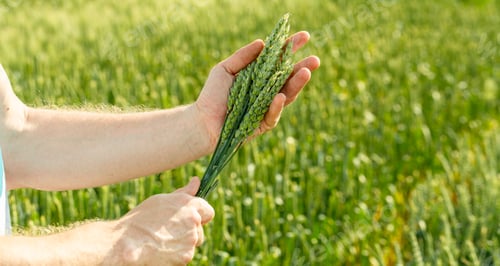Preview: Farmer in field touching his wheat ears