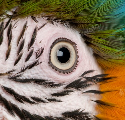 Preview: Close-up of Blue-and-yellow Macaw's eye, Ara ararauna
