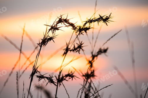 Preview: Silhouettes of dry grass