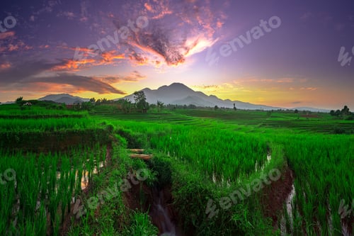 Preview: Beautiful morning view indonesia, Panorama Landscape paddy fields with beauty color and sky natural