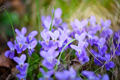 Preview: Violets flowers (Viola odorata)