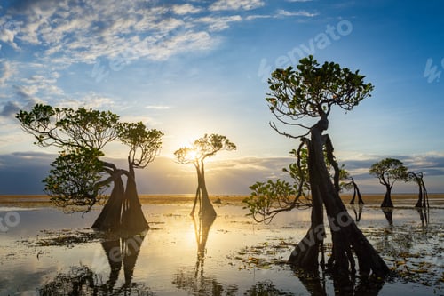 Preview: Dancing Mangrove Trees of Sumba Island in Indonesia.