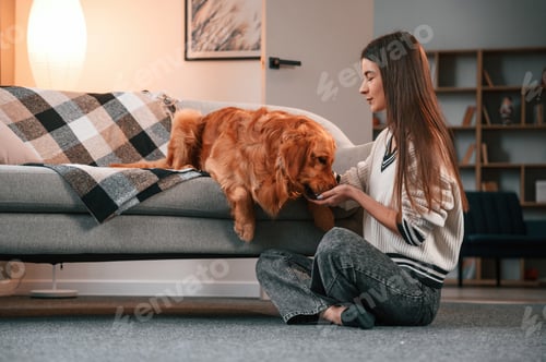 Preview: Cute golden retriever is in domestic room with his owner, beautiful young woman